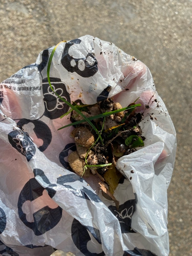 Giftköder-Giftköder/Trainingsleckerchen??-Profilbild