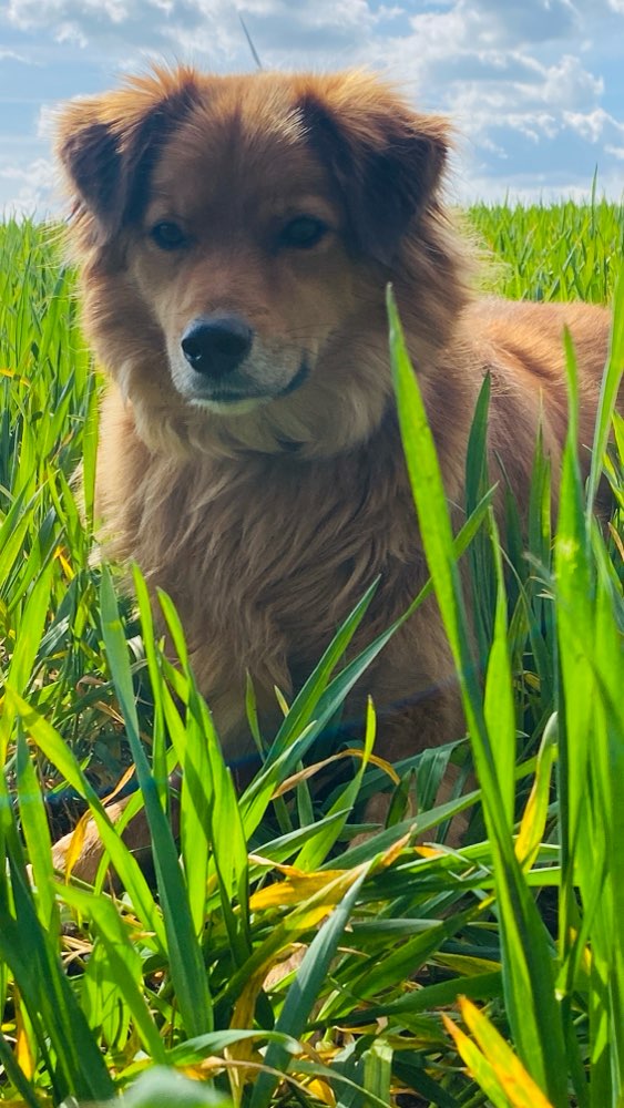 Hundetreffen-Spiel und Gassi treffen-Profilbild