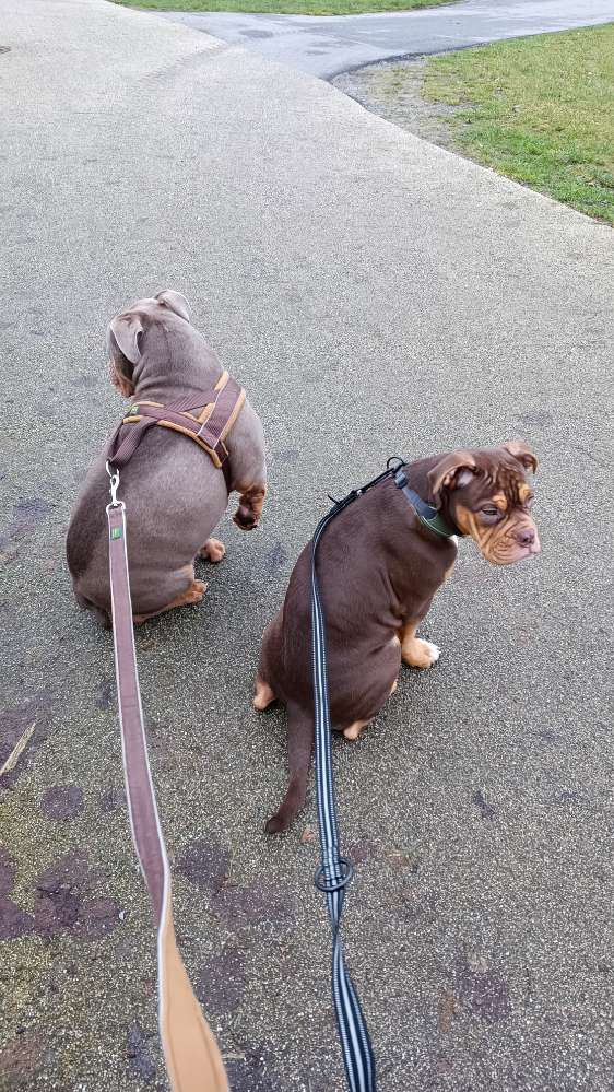 Hundetreffen-Bulldoggen-Treff-Profilbild