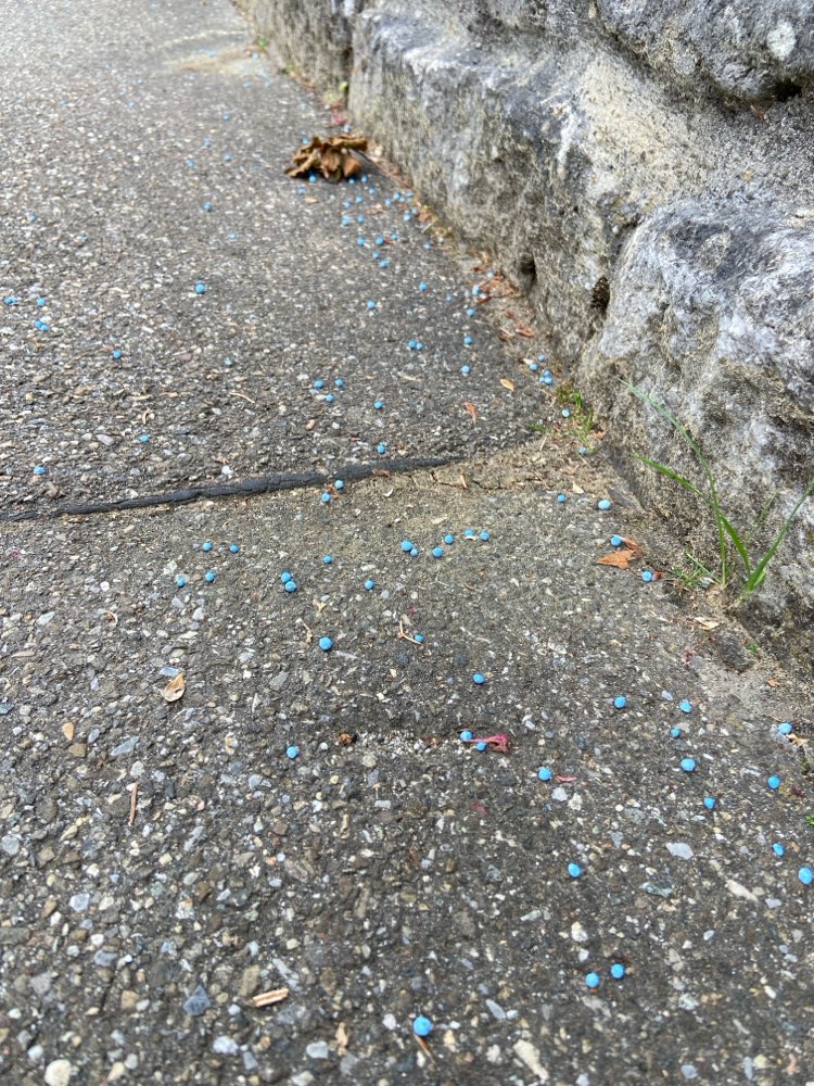 Giftköder-Blaue Kügelchen auf dem Gehweg-Profilbild
