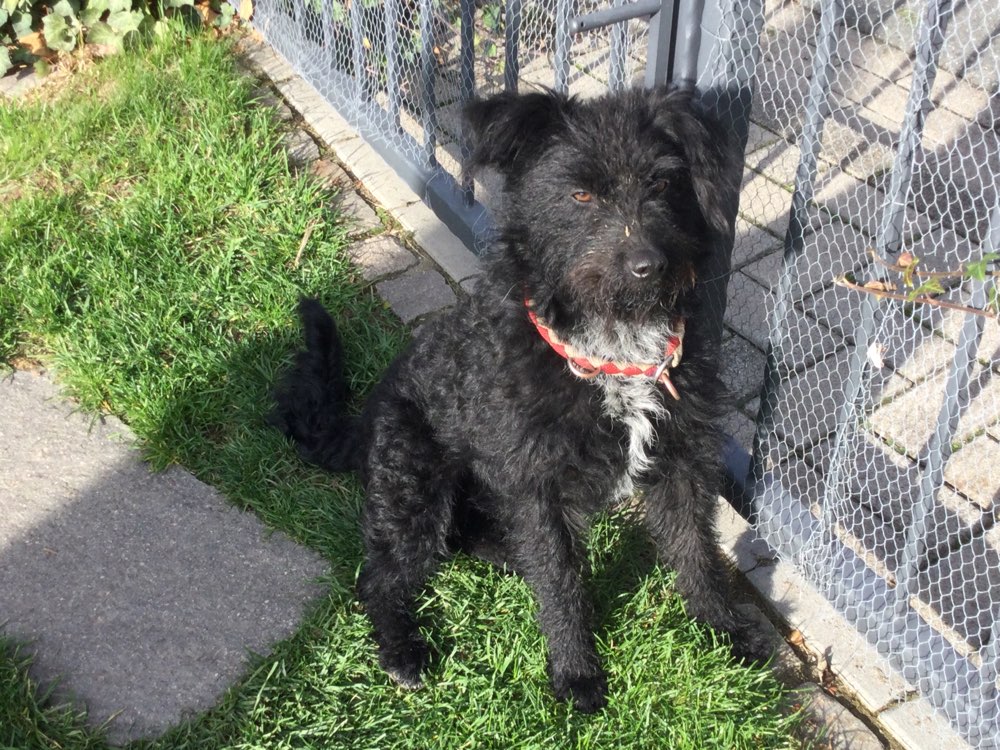 Hundetreffen-Junghundtreffen zum spielen Haintchen-Profilbild