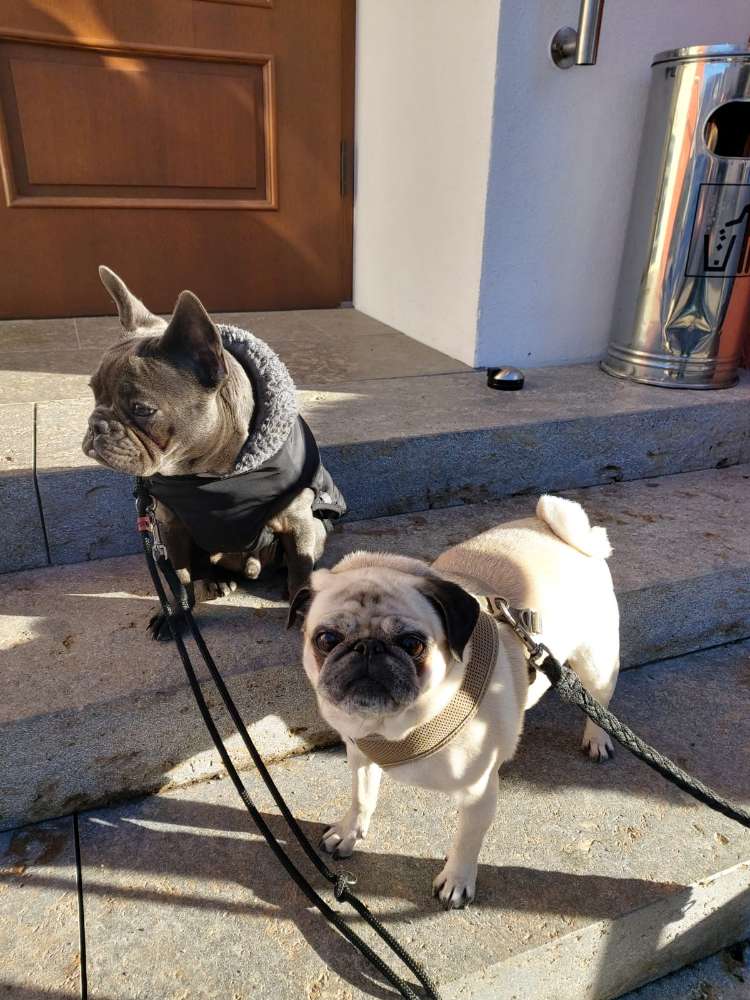 Hundetreffen-Spaziergang-Profilbild