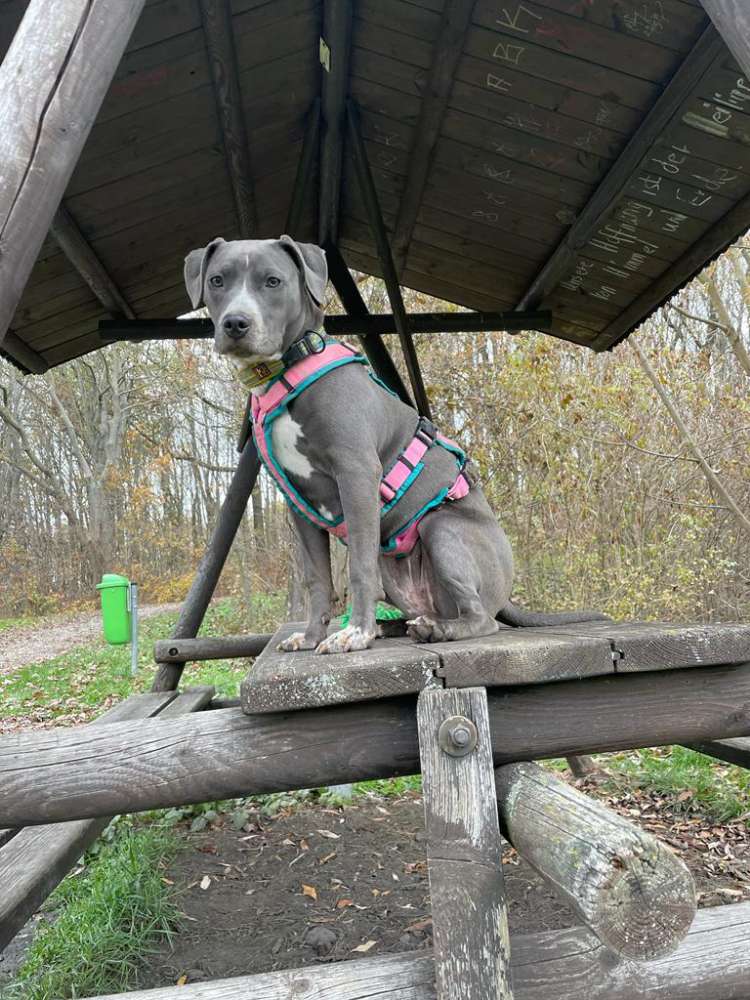 Hundetreffen-Junghundetreffen in Ulla-Profilbild