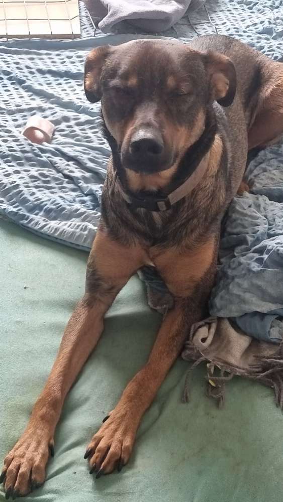 Hundetreffen-Spielereien am grünen Bogen-Profilbild