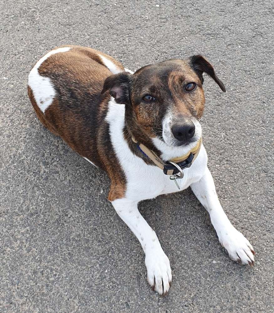 Hundetreffen-Ira sucht Spielgefährten-Profilbild