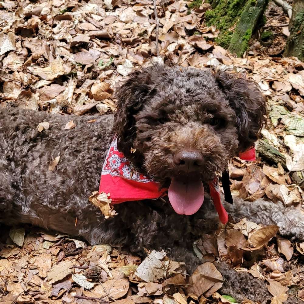 Hundetreffen-Lagottotreffen-Profilbild