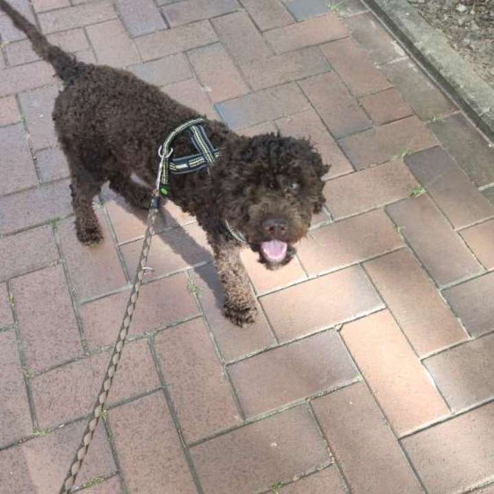 Hundetreffen-Spielstunde / Spaziere-Profilbild