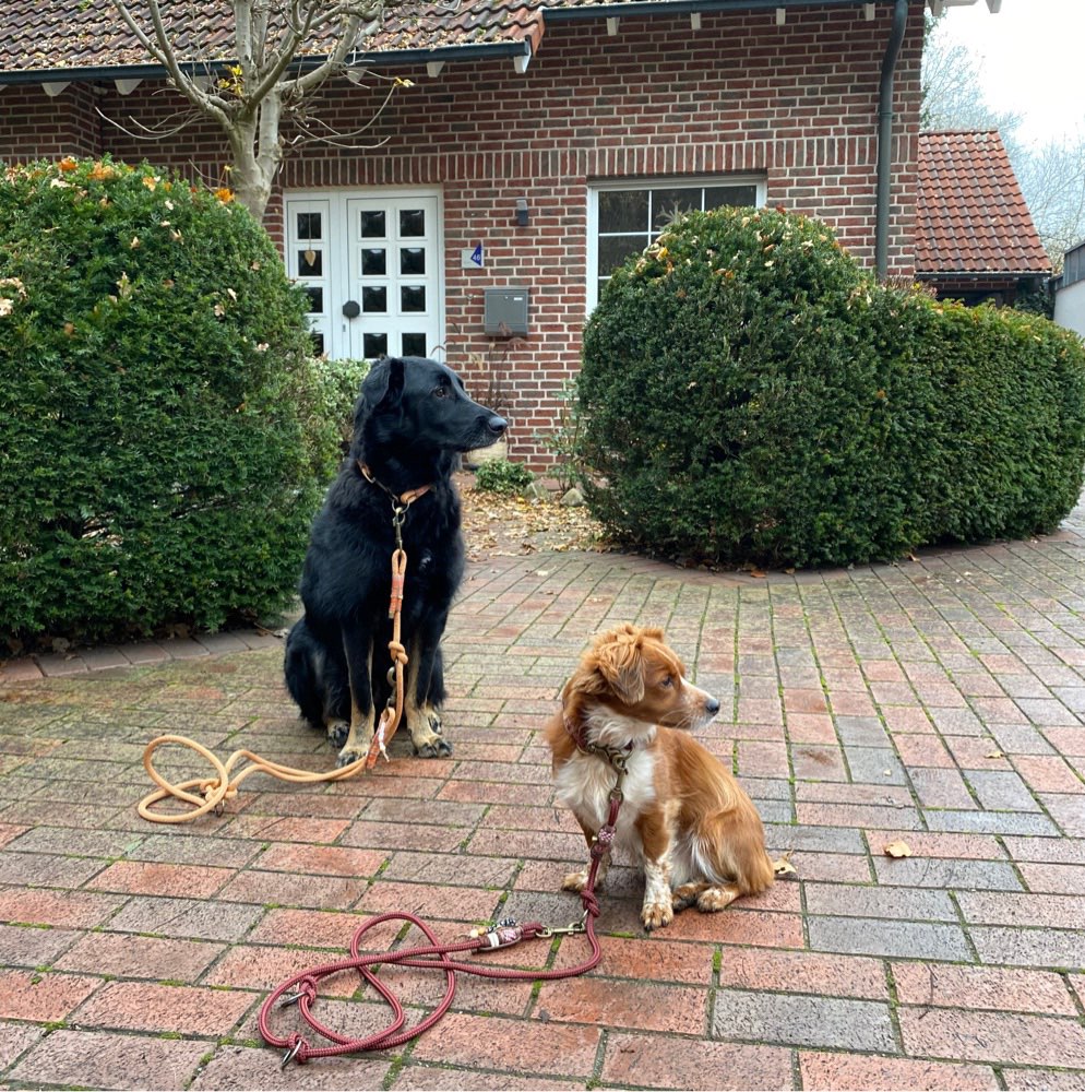 Hundetreffen-Gemeinsame Gassirunden & neue Hundekumpels finden.-Profilbild