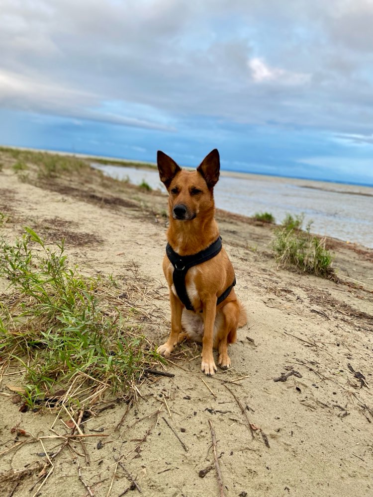 Hundetreffen-Gassi Freunde 🐾-Profilbild