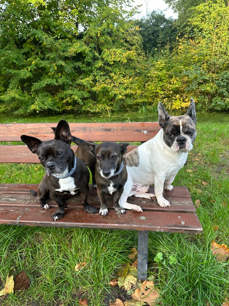 Hundetreffen-Hunderunde-Profilbild