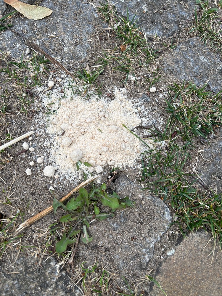 Giftköder-Weißes Pulver-Profilbild