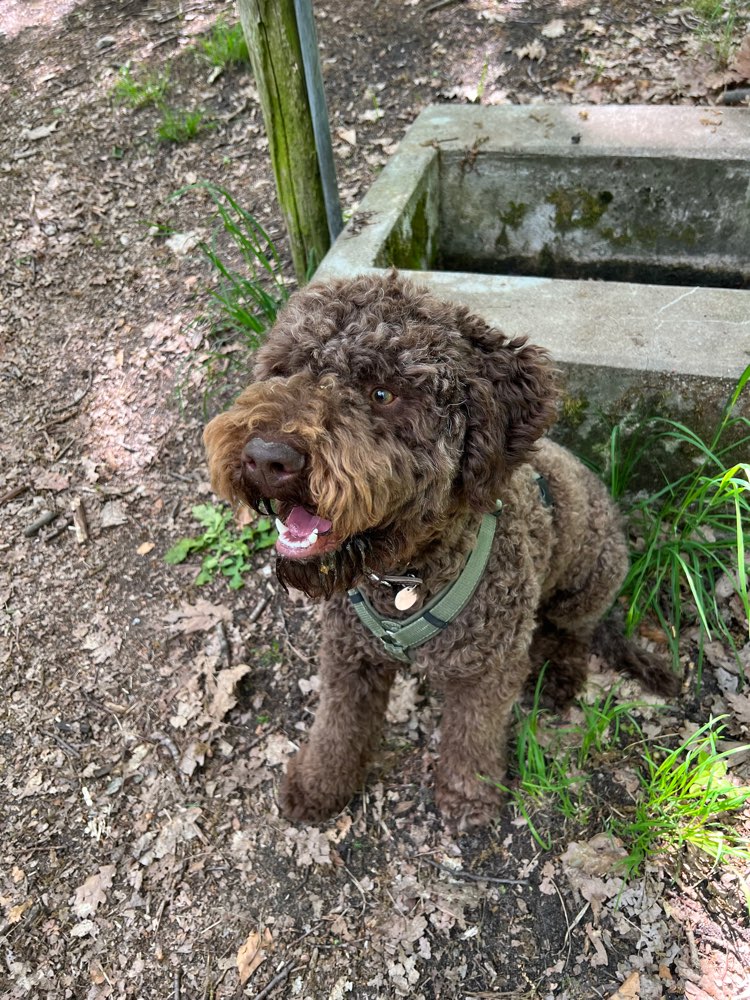 Hundetreffen-Spielepartner für Bruno-Profilbild