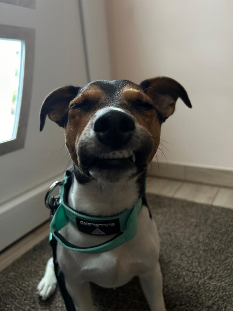 Hundetreffen-Gassitreff in Bad Salzuflen, BegaBad ( Für Jugendliche/Junge erwachsene)-Profilbild