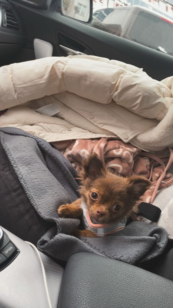 Hundetreffen-Spielpartner gesucht 🌸-Profilbild