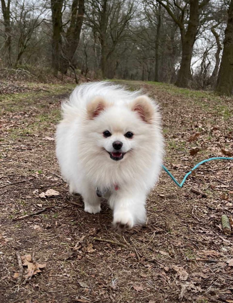 Hundetreffen-Spielkameraden gesucht-Profilbild