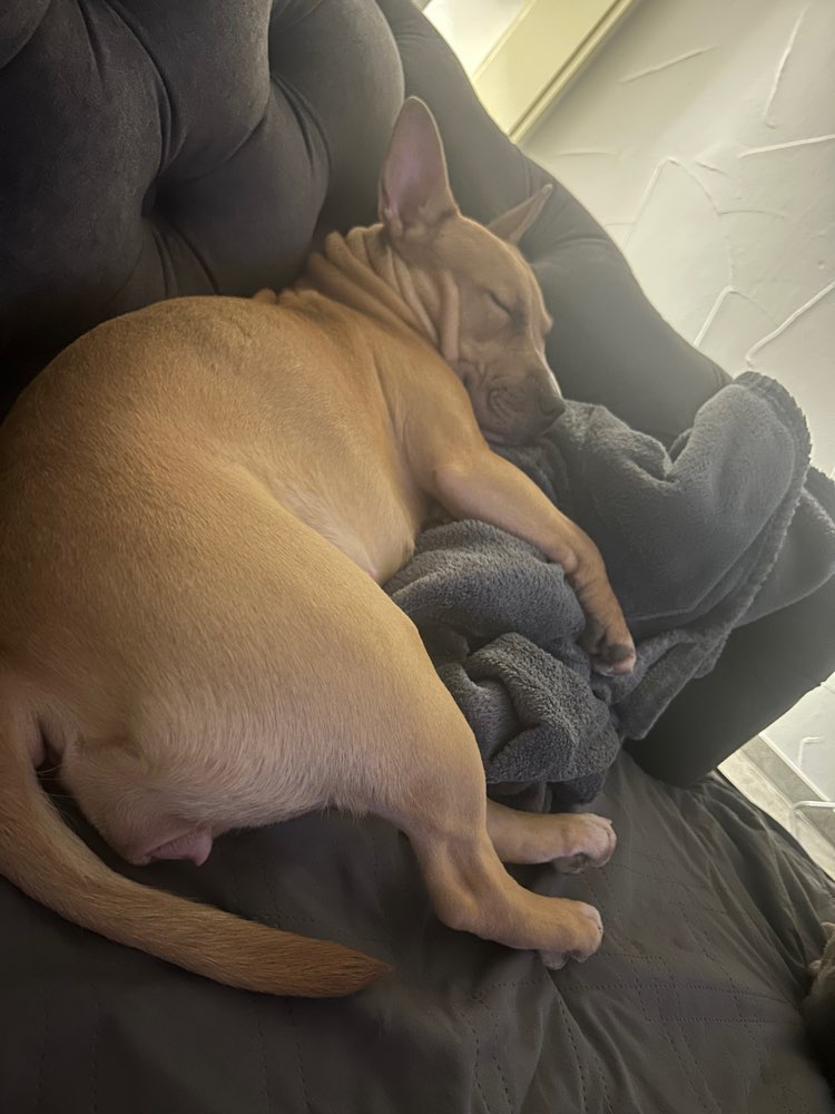 Hundetreffen-Spielgefährten gesucht:)-Profilbild