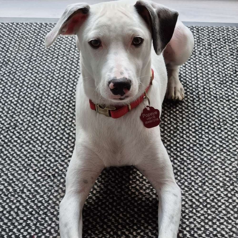 Hundetreffen-Sozialisierung und Spielen-Profilbild