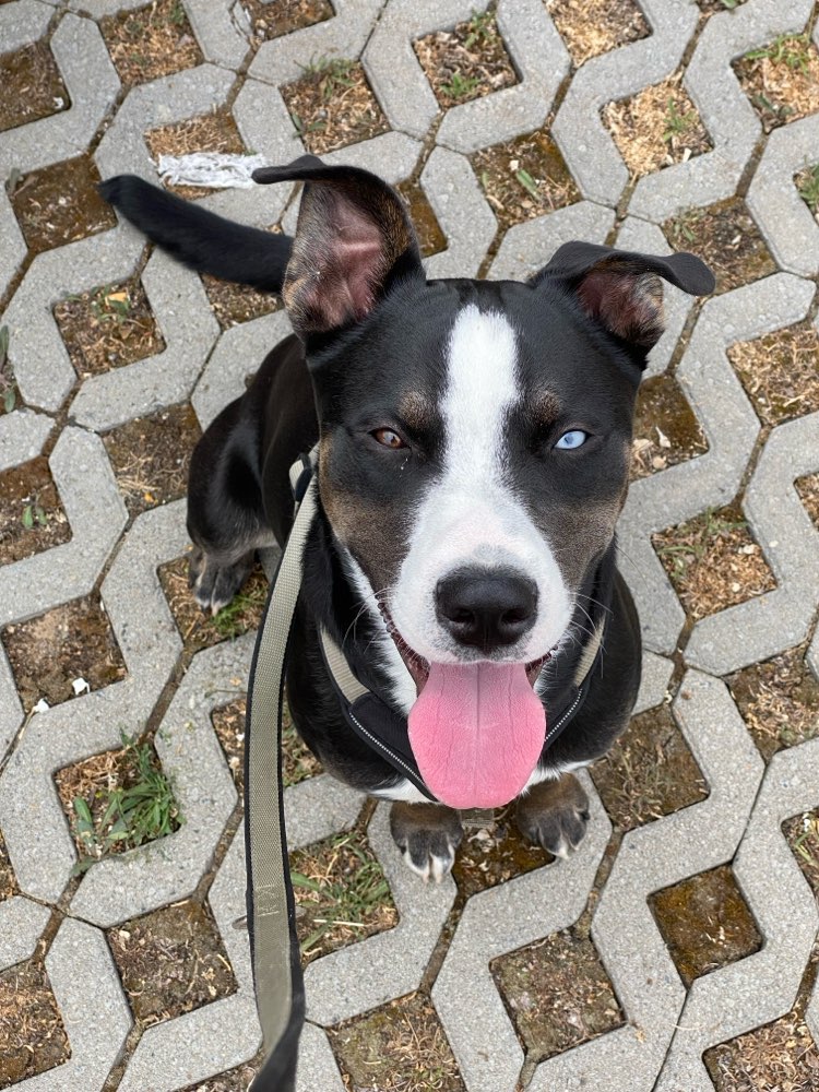Hundetreffen-Hundegesellschaft im Homeoffice 🐾-Profilbild