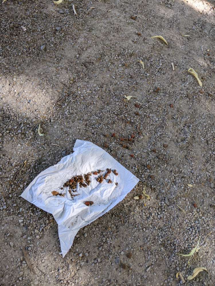 Giftköder-Hundeleckerlies auf dem Wall-Profilbild