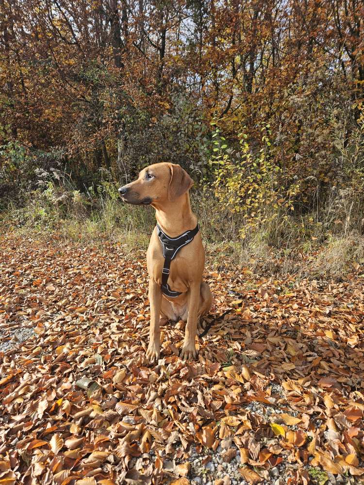 Hundetreffen-Hundebegegnungen üben-Profilbild