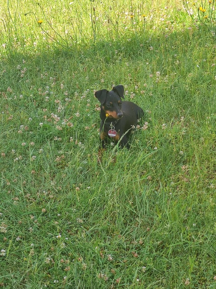 Hundetreffen-Gassi Runden oder spieletreffen-Profilbild