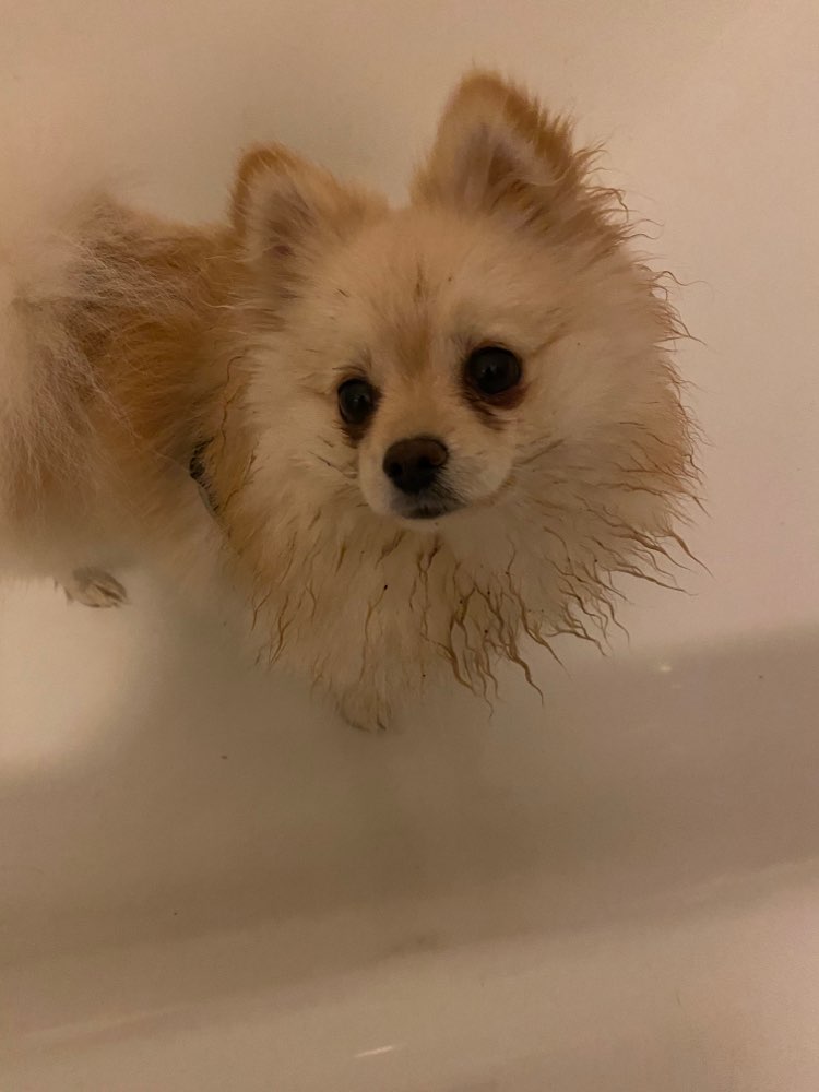 Hundetreffen-Hundetreff-Profilbild