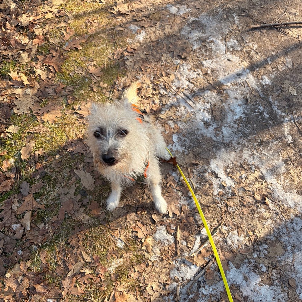 Hundetreffen-Gemeinsames Gassigehen-Profilbild