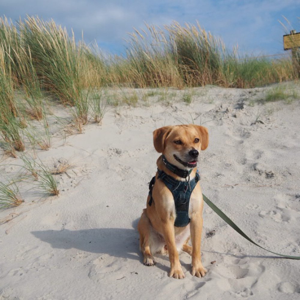 Hundetreffen-Lust auf Garten-Dates & Gassirunden? 🐾-Profilbild