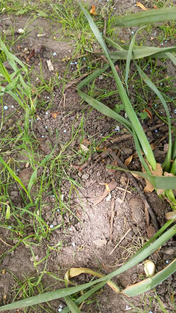 Giftköder-Blaukorn-Profilbild