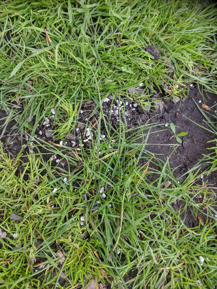 Giftköder-evtl. Giftköder im Neustadts Park-Profilbild