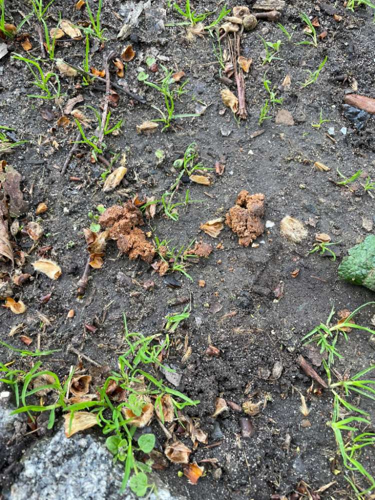 Giftköder-Giftköder an der kleinen Weser!!-Profilbild