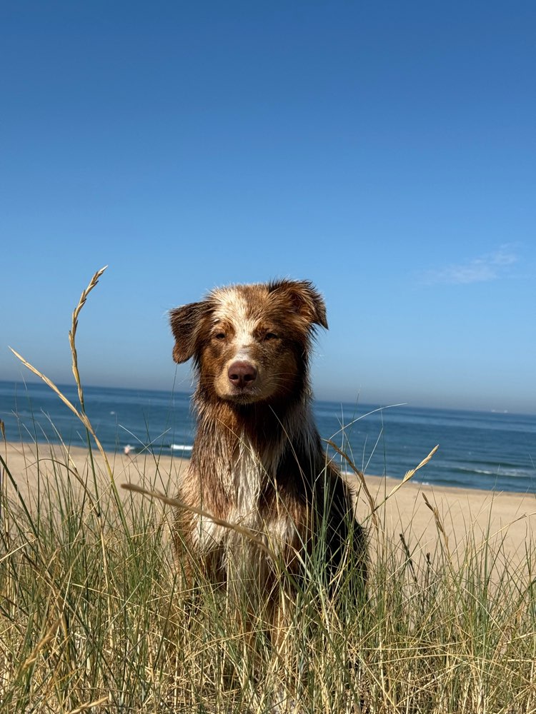 Hundetreffen-Hundefreund/in gesucht-Profilbild