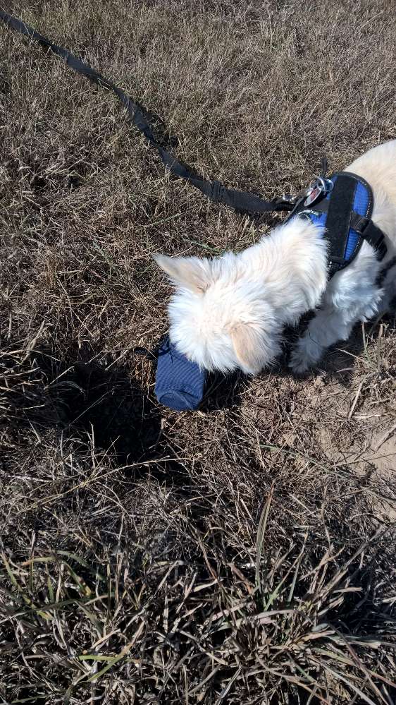 Hundetreffen-Wer hat Lust mal auf dem Exer in Wurzen zu toben-Profilbild