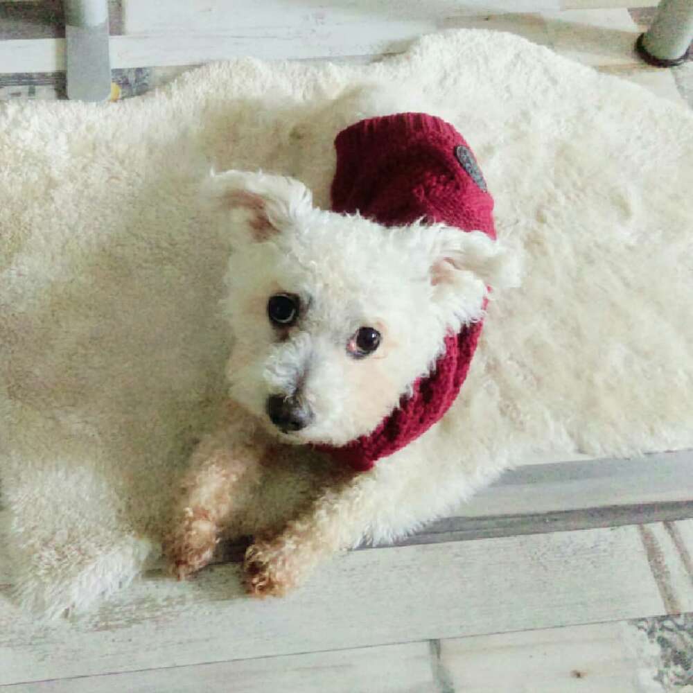 Hundetreffen-Hundetreffen am Rathenauplatz-Profilbild