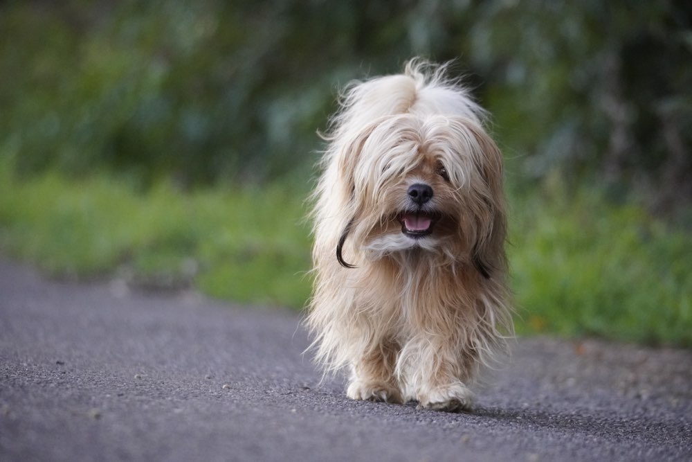 Hundetreffen-Spaziergang-Profilbild