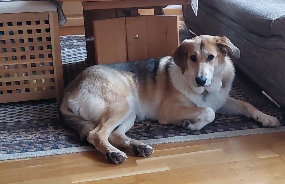 Hundetreffen-Treffen am Hundeplatz in Bargfeld-Stegen-Profilbild