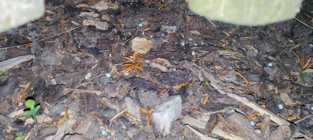 Giftköder-Schneckenkorn in Seefelden im Gebüsch-Profilbild