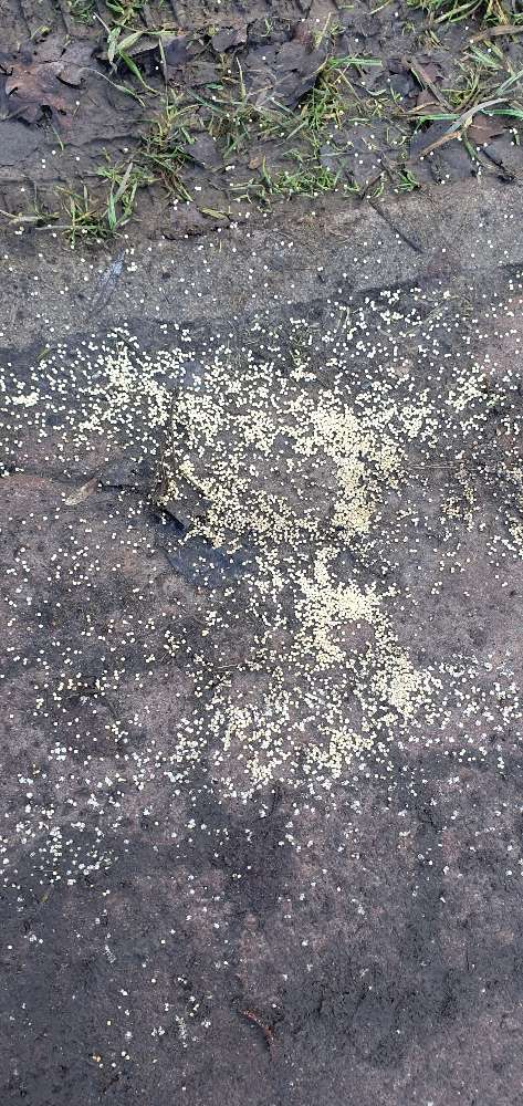 Giftköder-Mögliche Giftköder-Profilbild