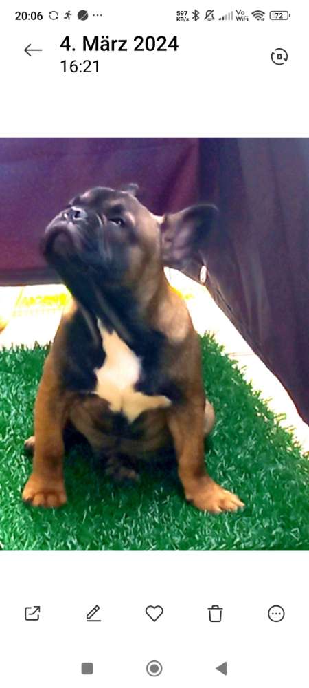 Hundetreffen-Spielgefährte gesucht-Profilbild