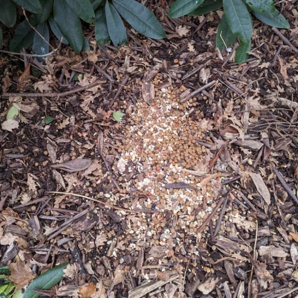 Giftköder-Giftköder-Profilbild