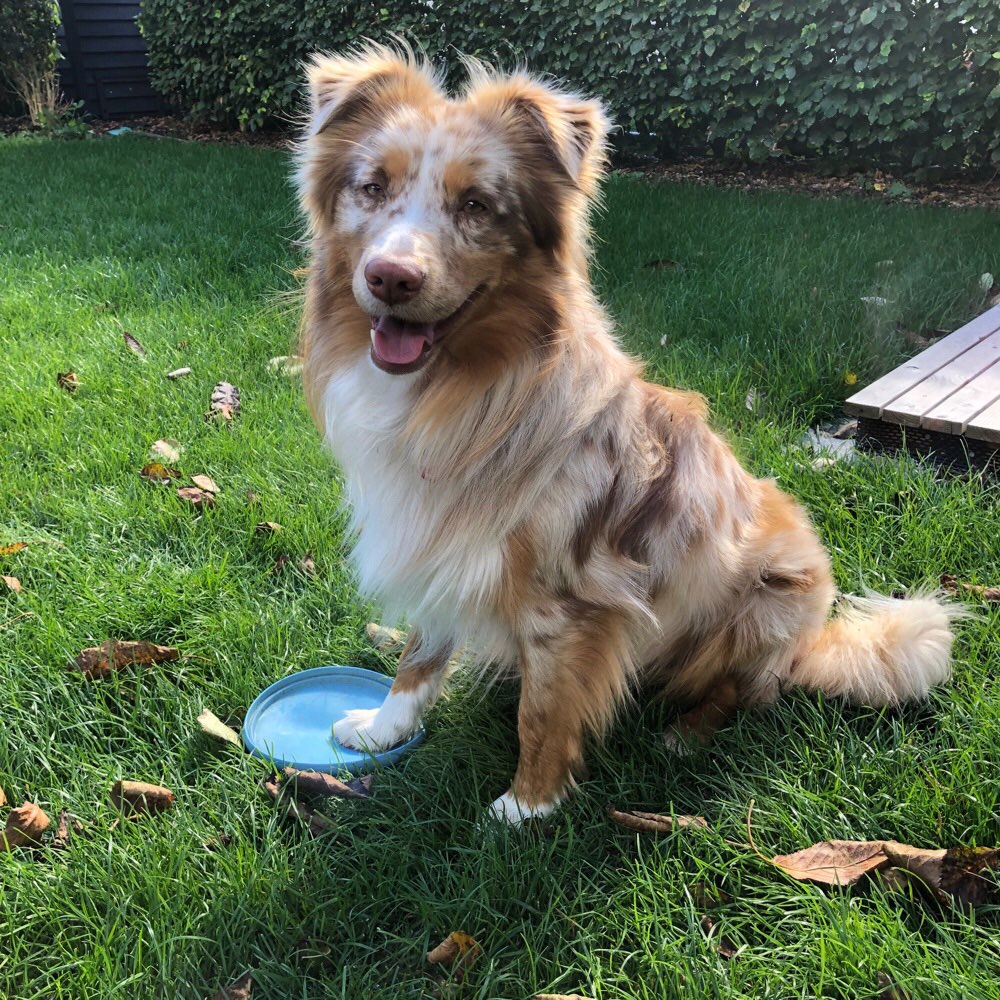 Hundetreffen-Spaziergang-Profilbild