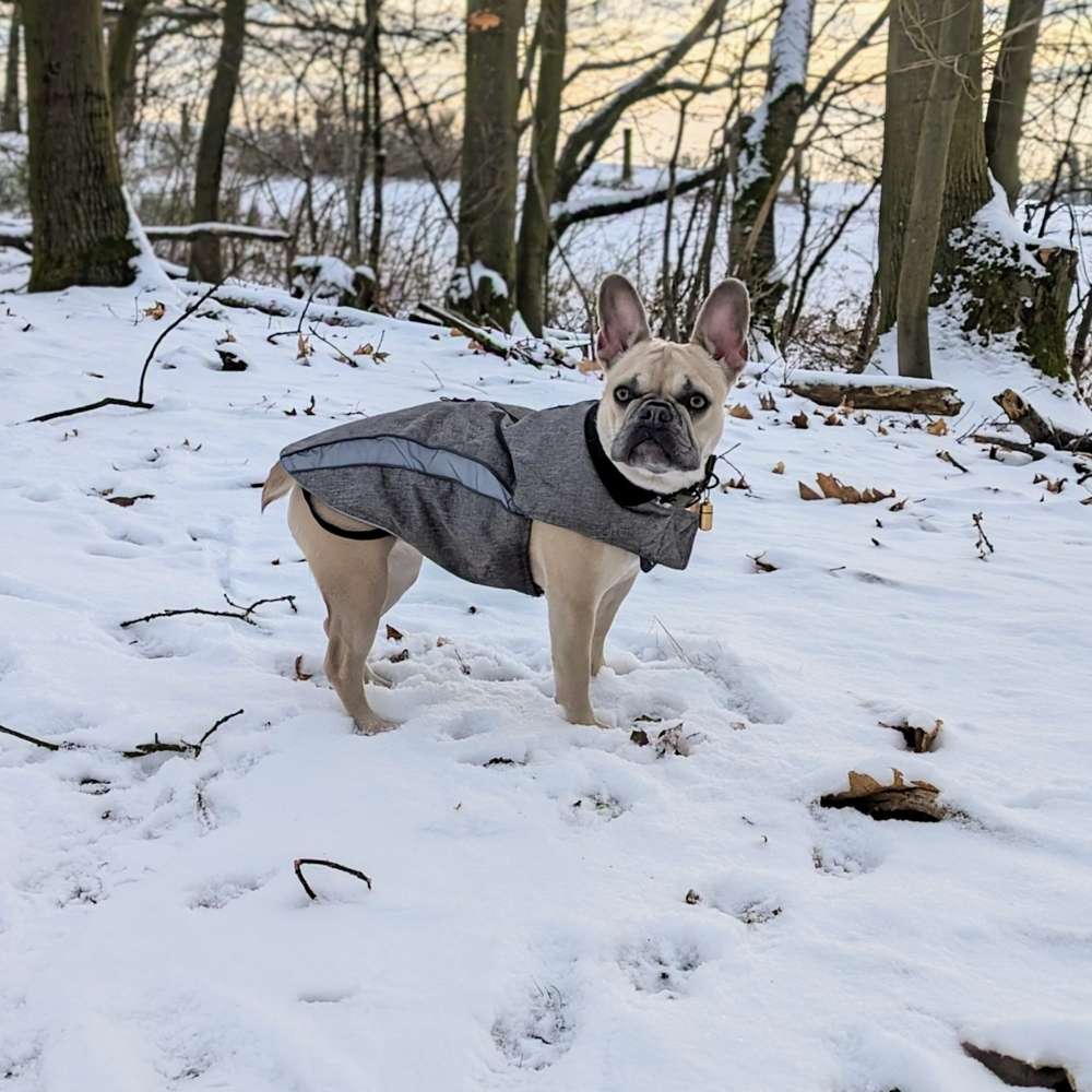 Hundetreffen-Spaziergang/Spielrunde kleine Junghunde-Profilbild