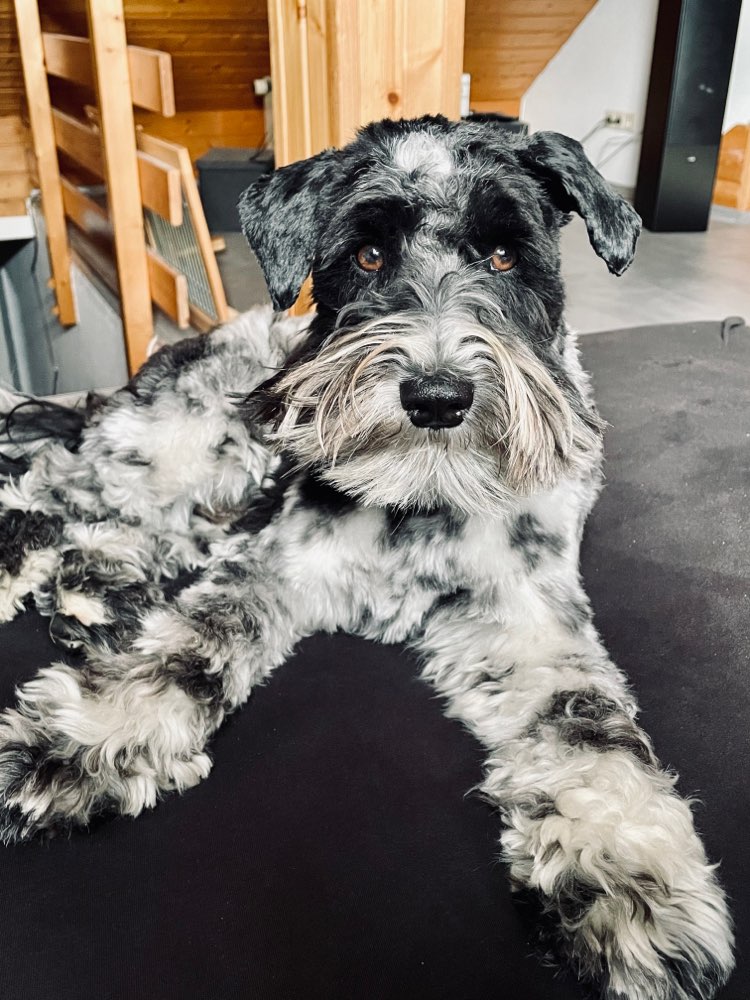 Hundetreffen-Abruftraining-Profilbild