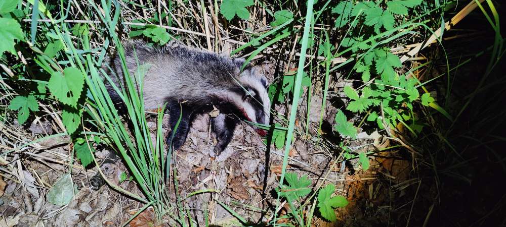 Giftköder-Kadaver-Profilbild