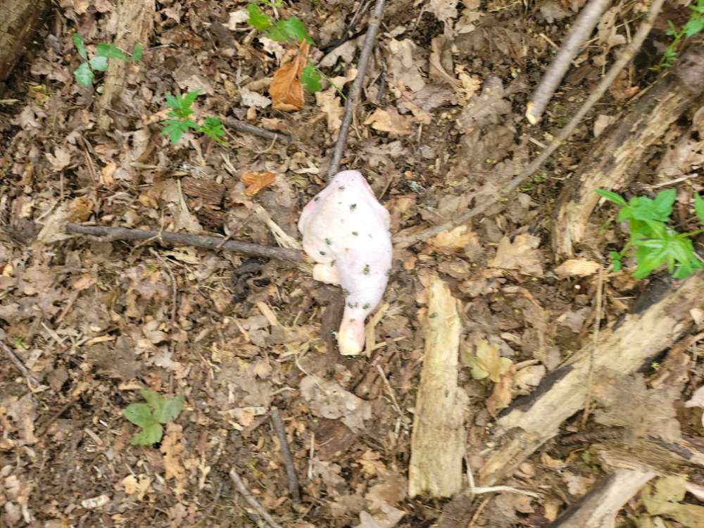 Giftköder-Hähchenschenkel am Waldsee-Profilbild