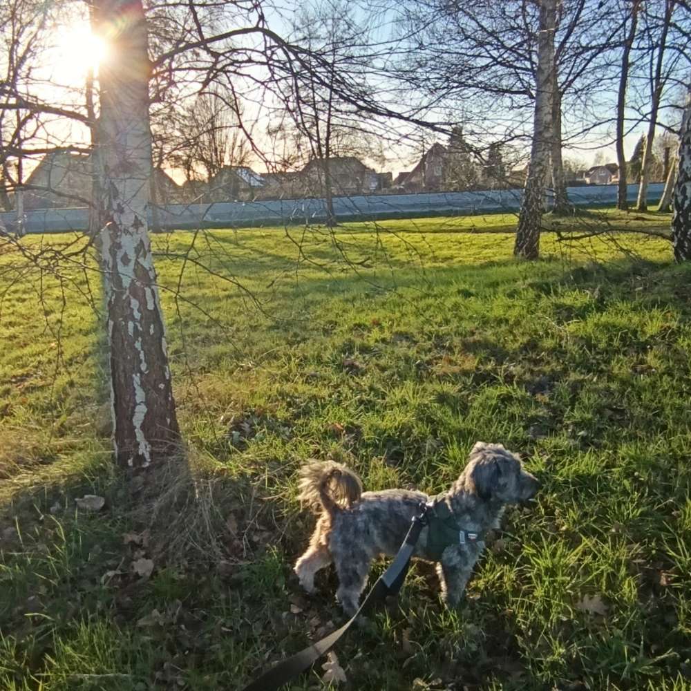 Hundetreffen-Spielrunde-Profilbild