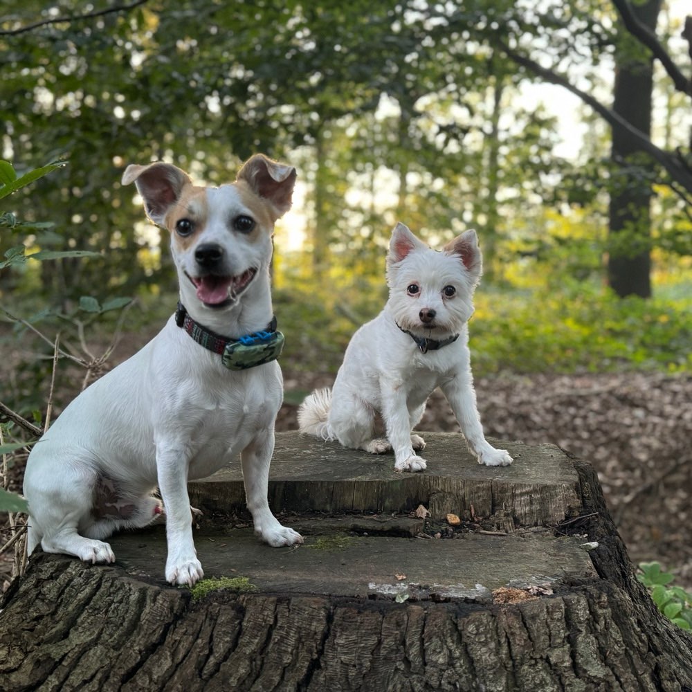 Hundetreffen-Treffen / Training,Spiel und nette Gesellschaft-Profilbild