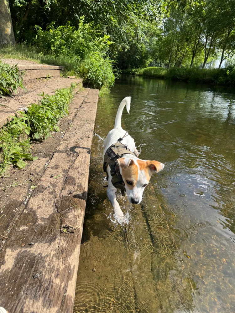 Hundetreffen-Treffen für Spaziergang, Training und Spielen gesucht-Profilbild