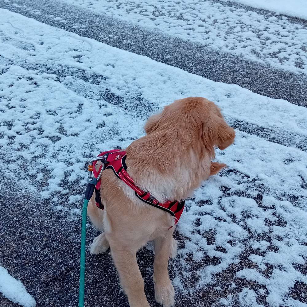 Hundetreffen-Golden retriever gassi gehen-Profilbild