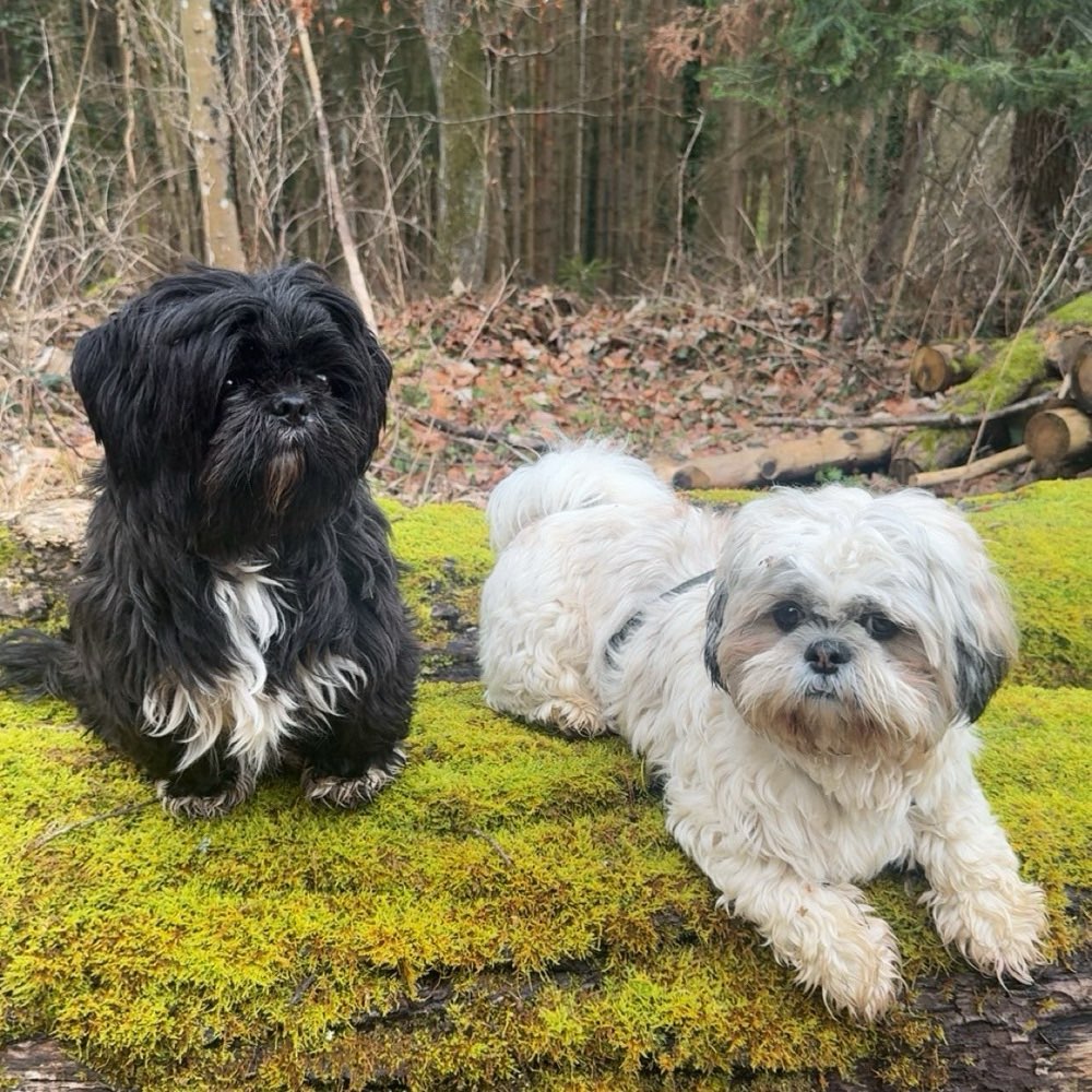 Hundetreffen-Laufen und spielen-Profilbild